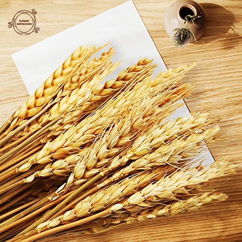 Dried Flower Bulk - 50/100/200PCS Dried Wheat Stalks Natural Flower