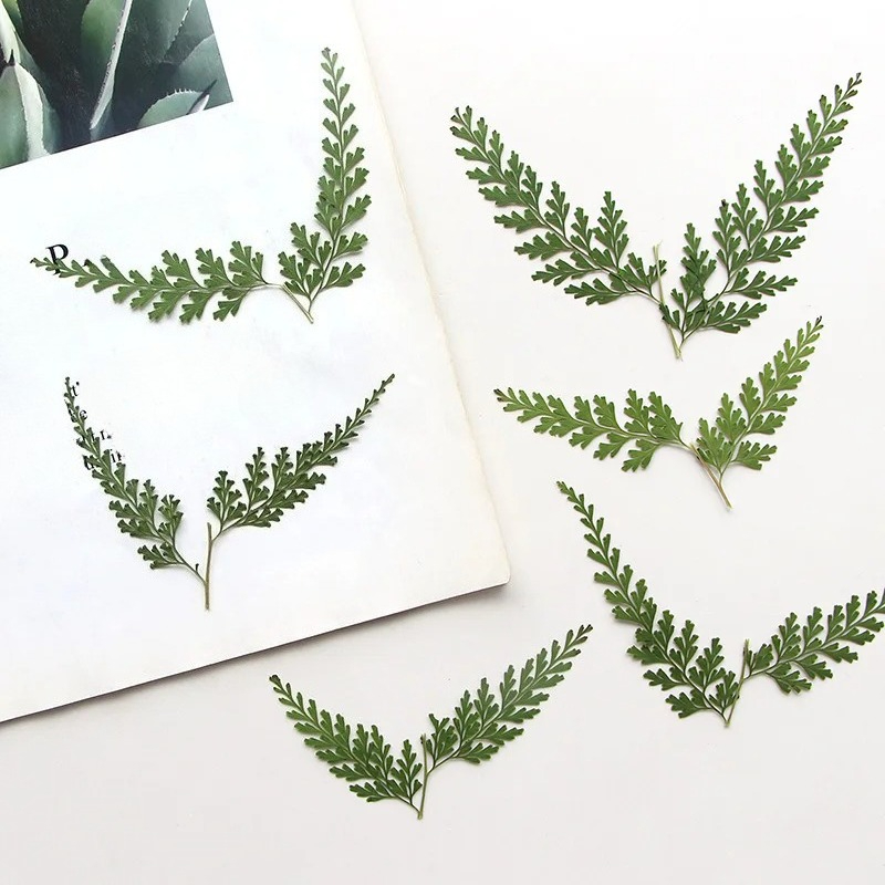 Dried Flower Bulk - Nature Pressed Fern Branches,dry Flower DIY