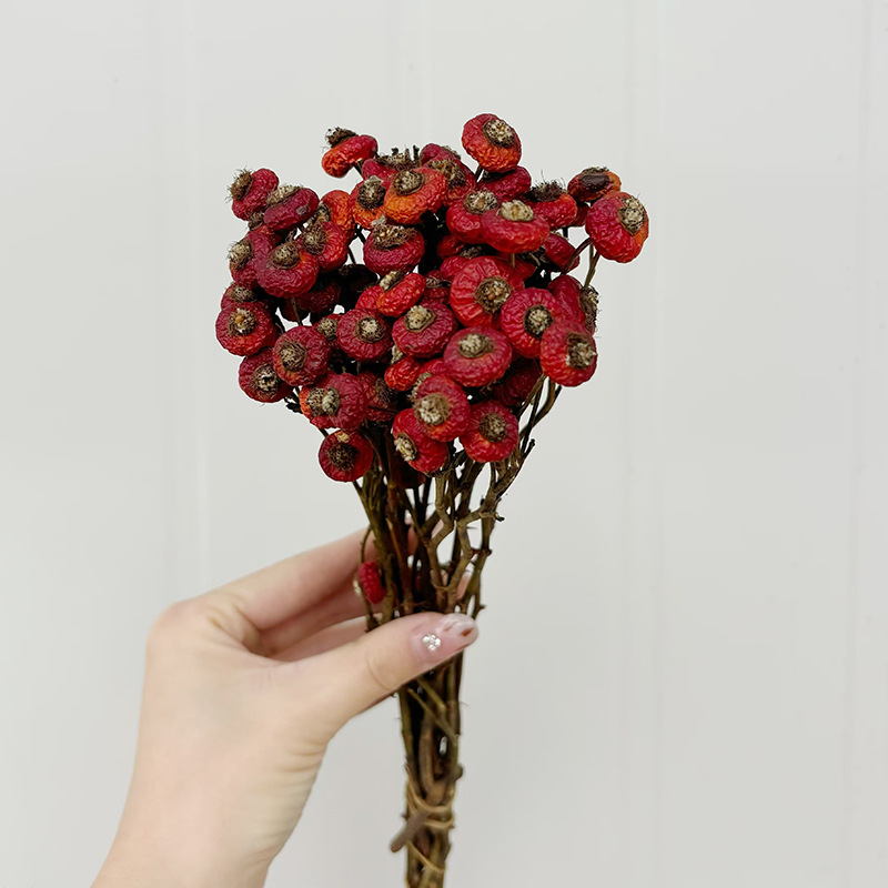 10pcs/Bunch Dried Rose Hip Ber - огляд і ціна Dried Flower Bulk