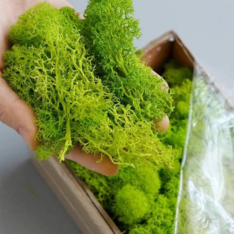 100/200/500g Eternal Life Moss - огляд і ціна Terrarium Moss Art