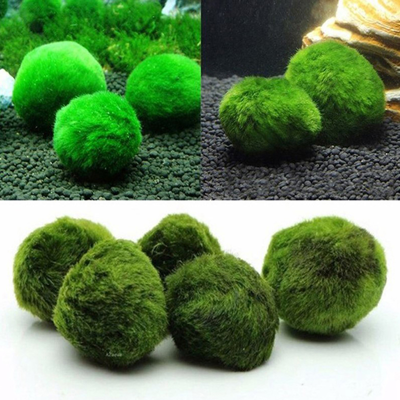 Marimo Moss Balls Live Aquariu - огляд і ціна Terrarium Moss Art
