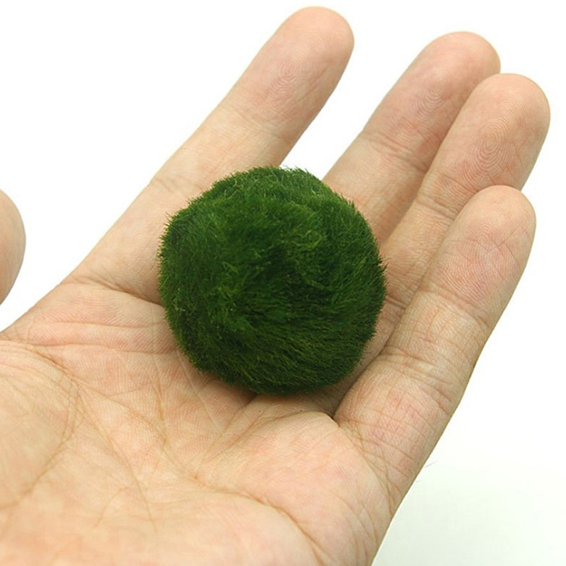 Marimo Moss Balls Live Aquariu - огляд і ціна Terrarium Moss Art
