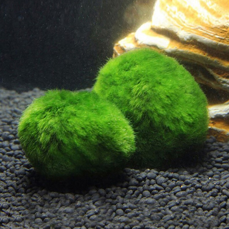 Marimo Moss Balls Live Aquariu - огляд і ціна Terrarium Moss Art