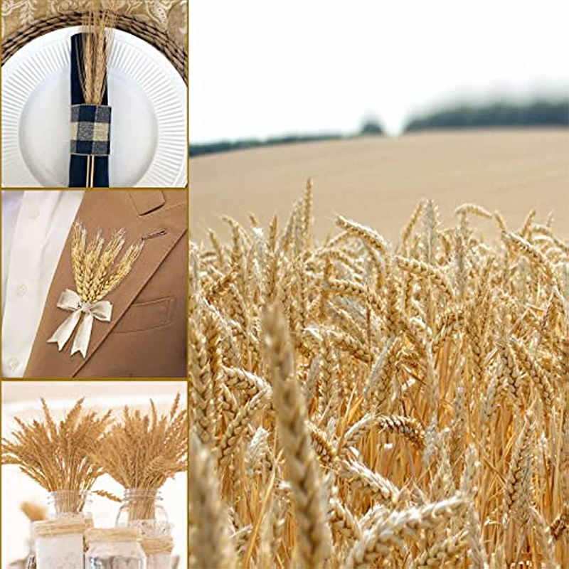 50/100/200PCS Dried Wheat Stal - огляд і ціна Dried Flower Bulk